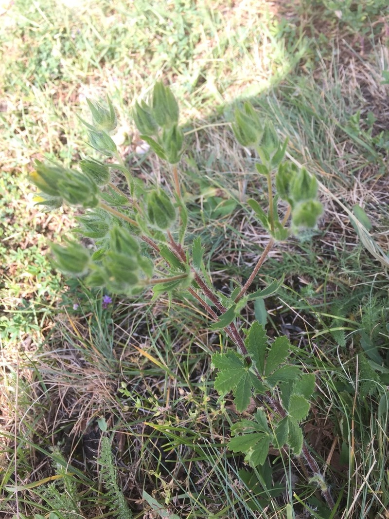 Potentilla argaea photo 5