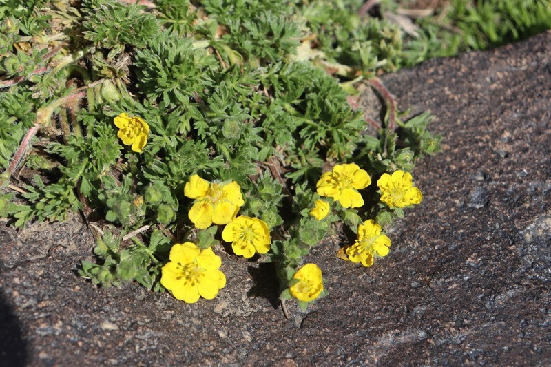 Potentilla argaea photo 6