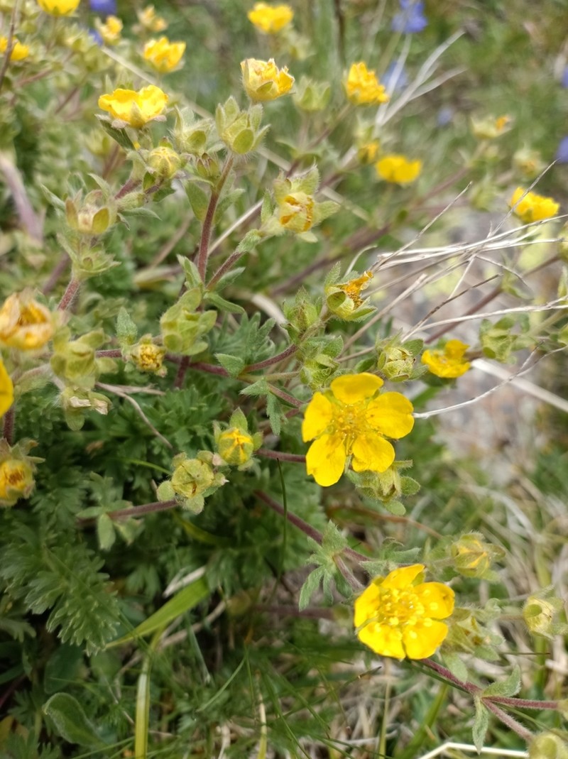 Potentilla argaea photo 7