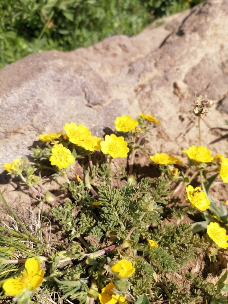Potentilla argaea photo 8