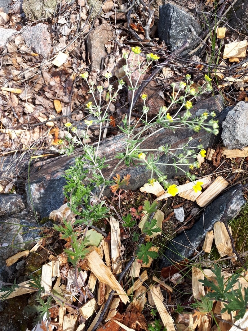 Silver Cinquefoil photo 3