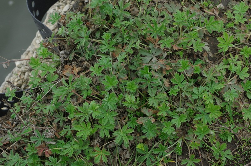 Silver Cinquefoil photo 4
