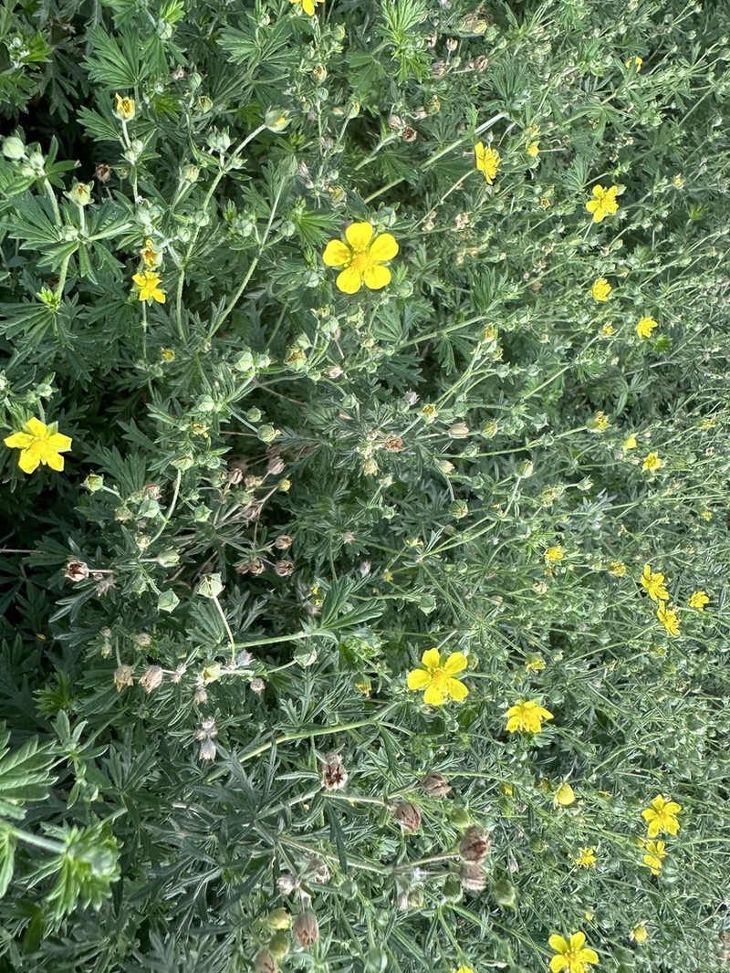 Silver Cinquefoil photo 5