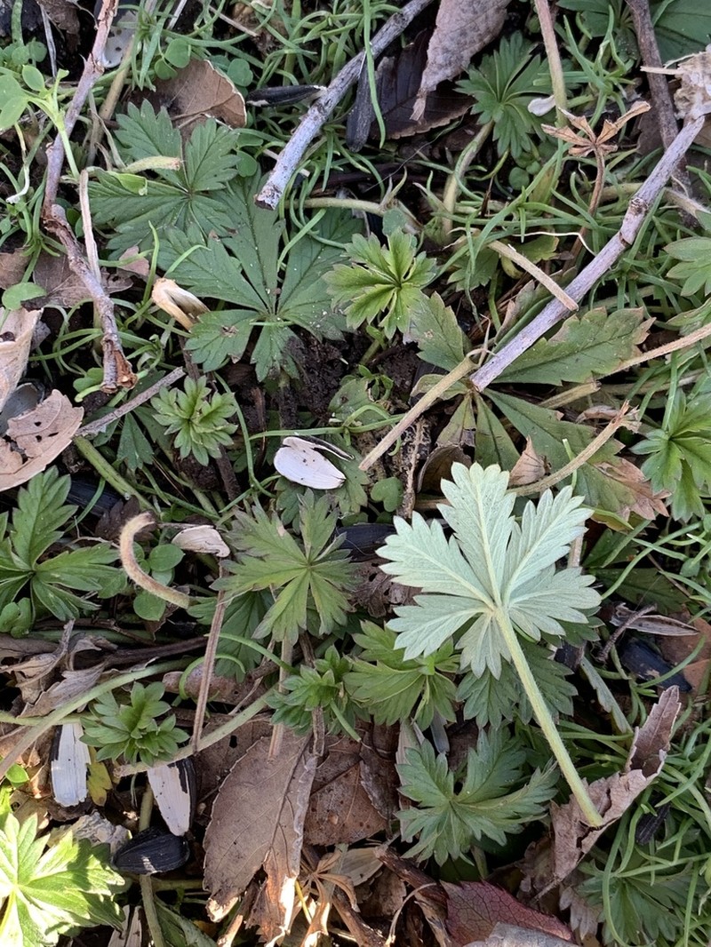 Silver Cinquefoil photo 6