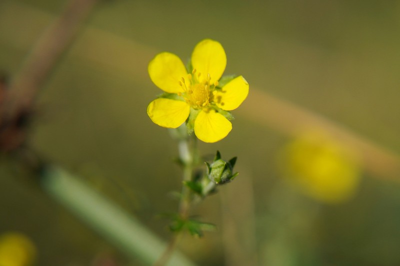 Silver Cinquefoil photo 7