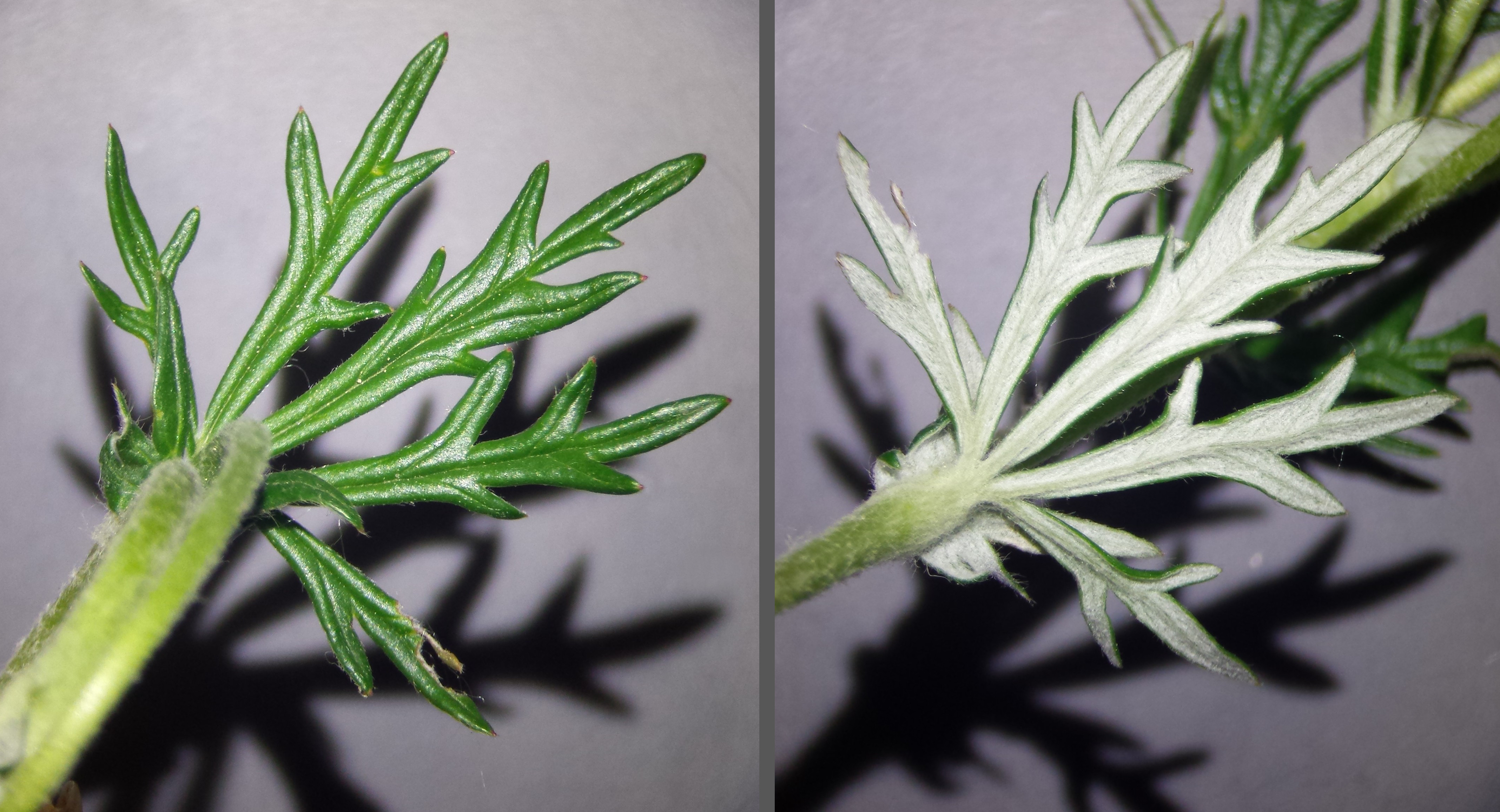 Silver Cinquefoil photo 5