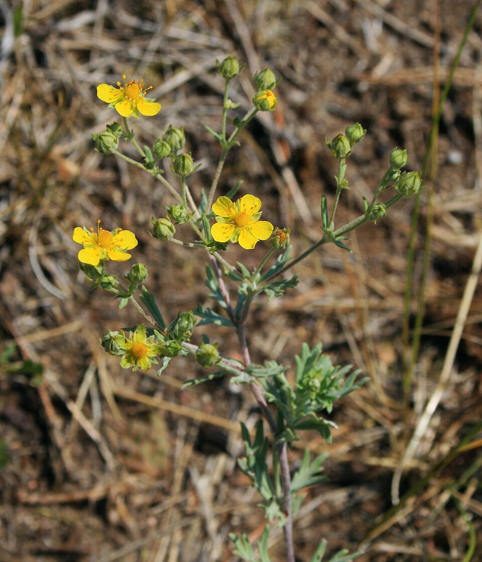 Silver Cinquefoil