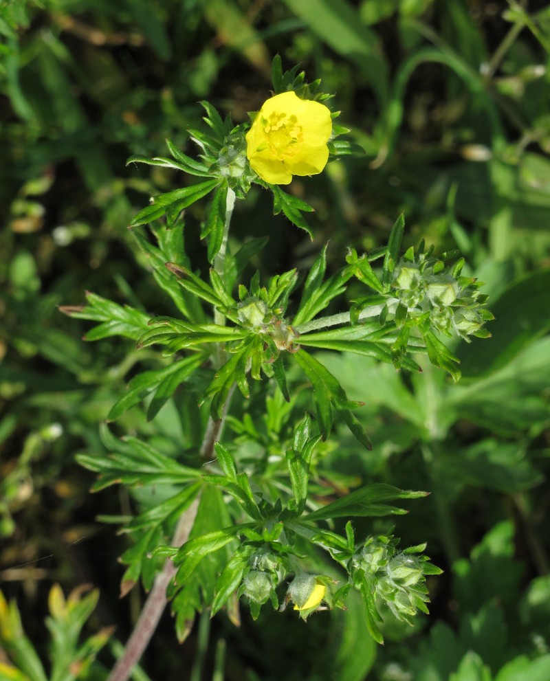 Silver Cinquefoil photo 2