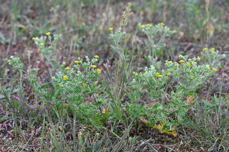 Silver Cinquefoil photo 3