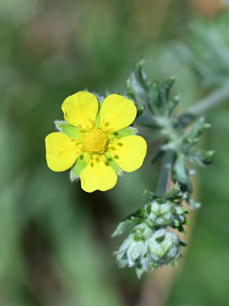 Silver Cinquefoil photo 4