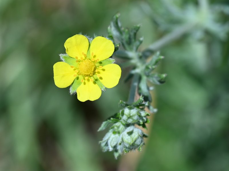 Silver Cinquefoil photo 6