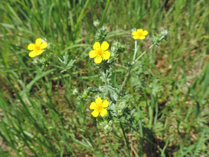 Silver Cinquefoil photo 7