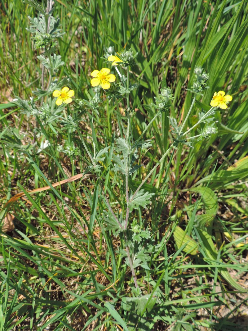 Silver Cinquefoil photo 8
