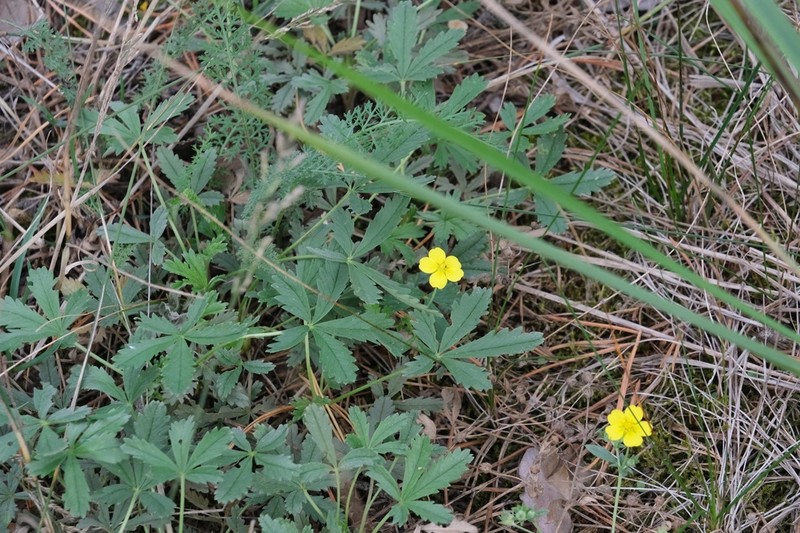 Potentilla argenteiformis