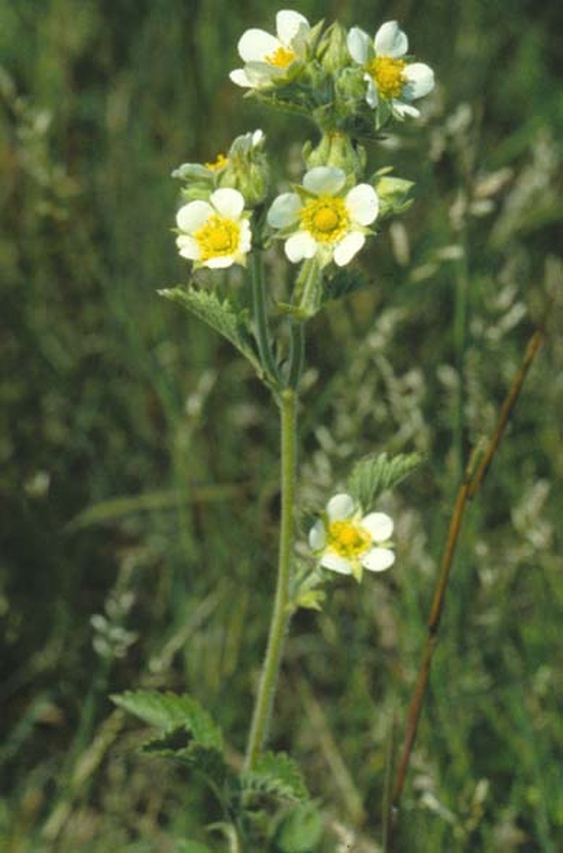 Tall Cinquefoil