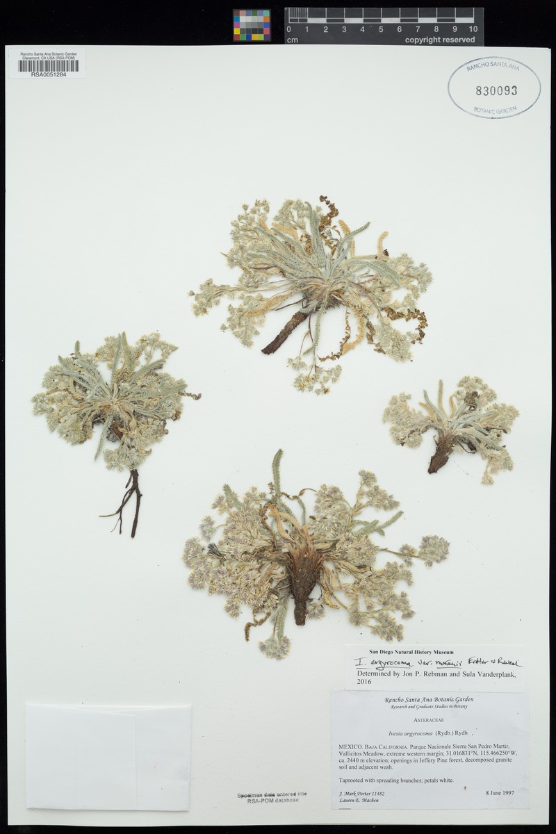 Potentilla argyrocoma var. moranii