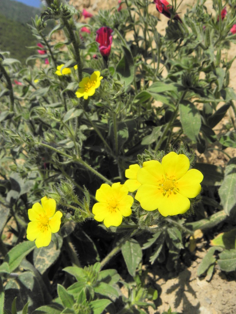 Potentilla argyroloma