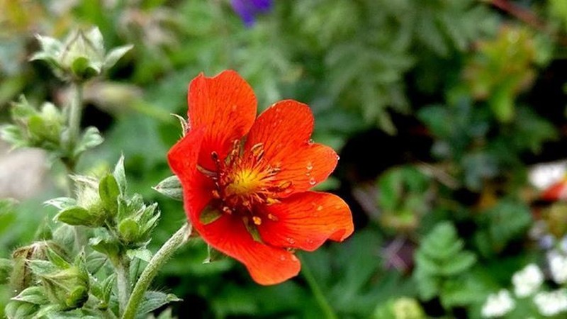 Potentilla argyrophylla