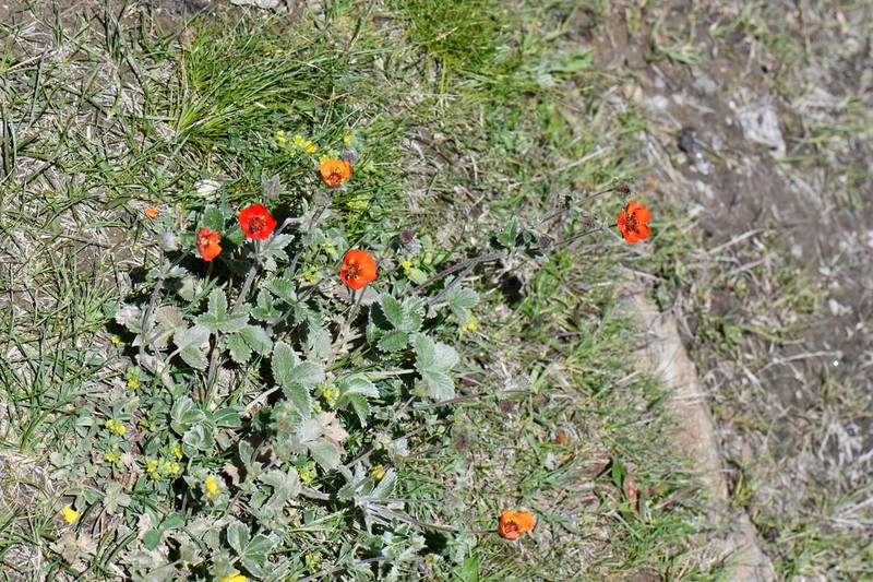 Potentilla argyrophylla photo 2