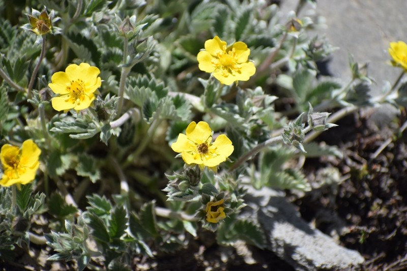 Potentilla argyrophylla photo 3