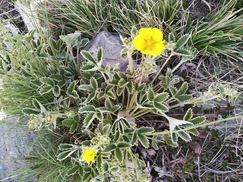 Potentilla argyrophylla photo 4