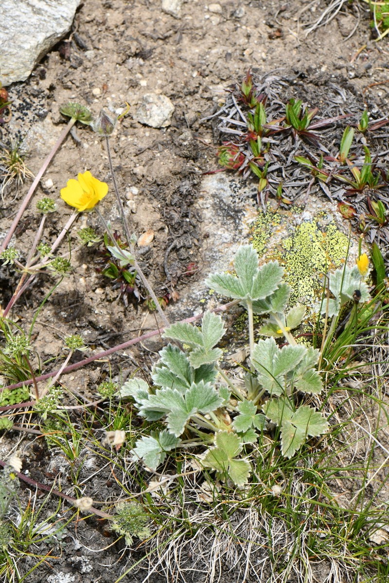Potentilla argyrophylla photo 5