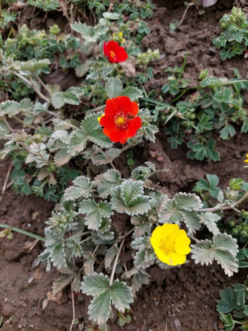 Potentilla argyrophylla photo 6