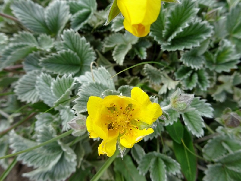Potentilla argyrophylla photo 7