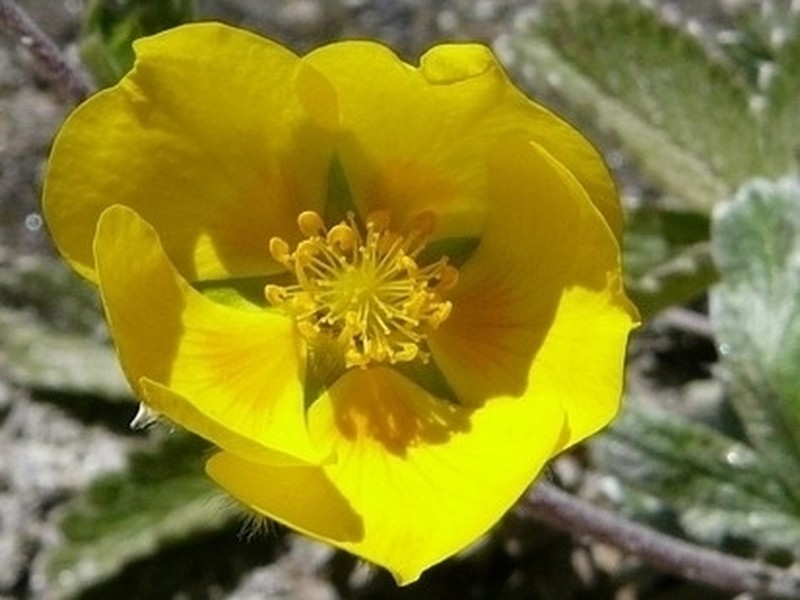 Potentilla argyrophylla photo 8