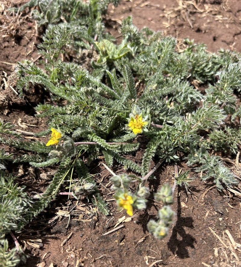 Potentilla arizonica