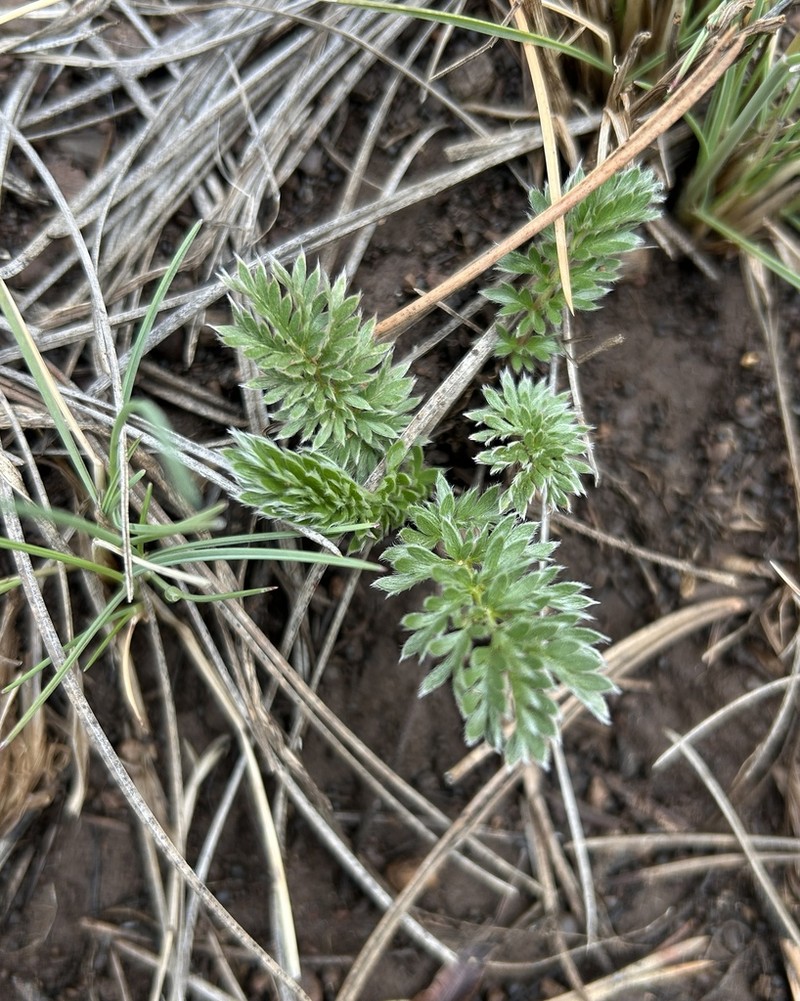 Potentilla arizonica photo 3