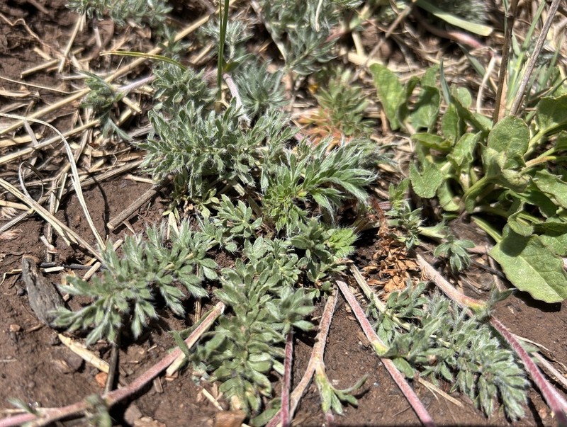 Potentilla arizonica photo 4