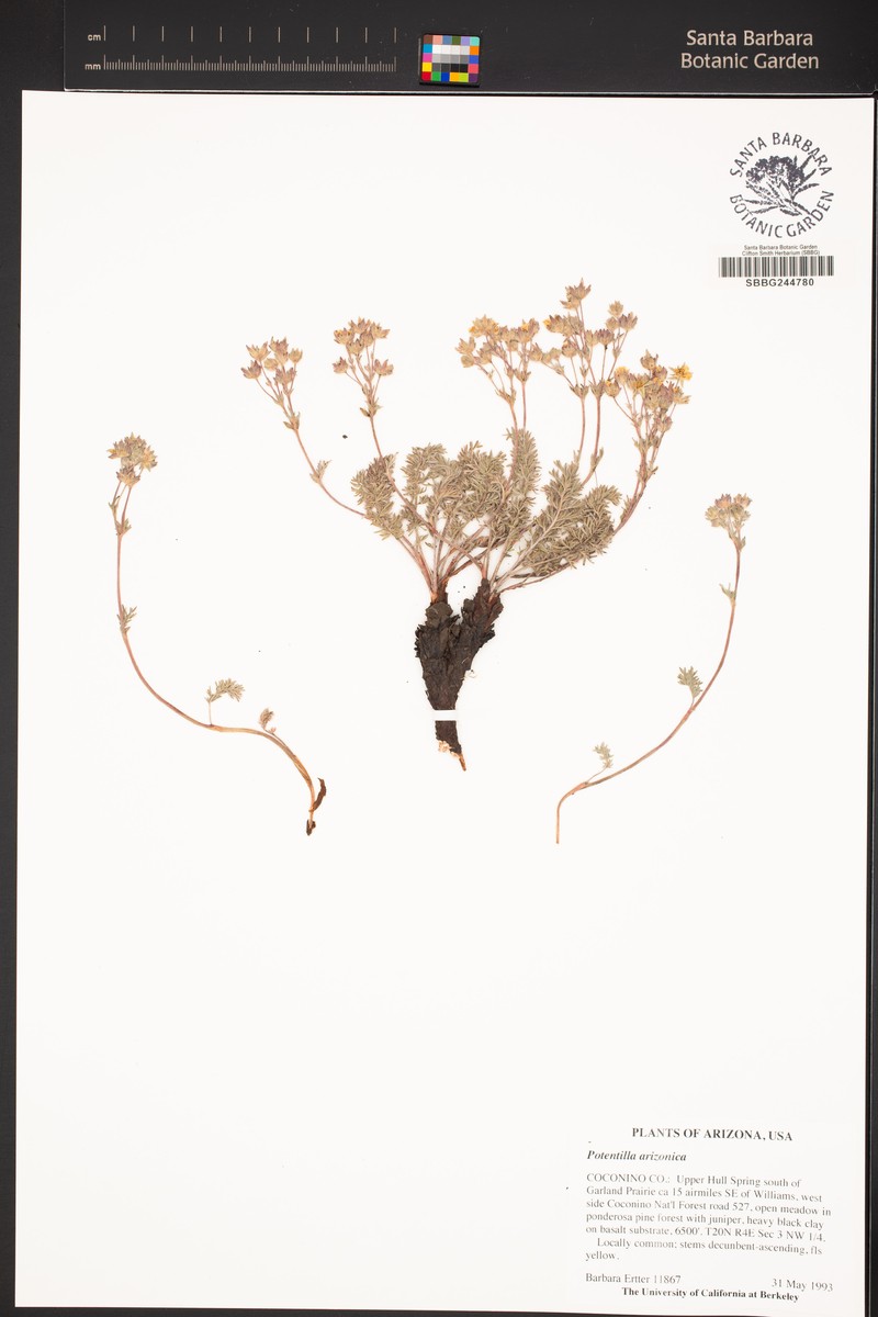 Potentilla arizonica