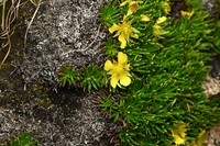 Potentilla articulata