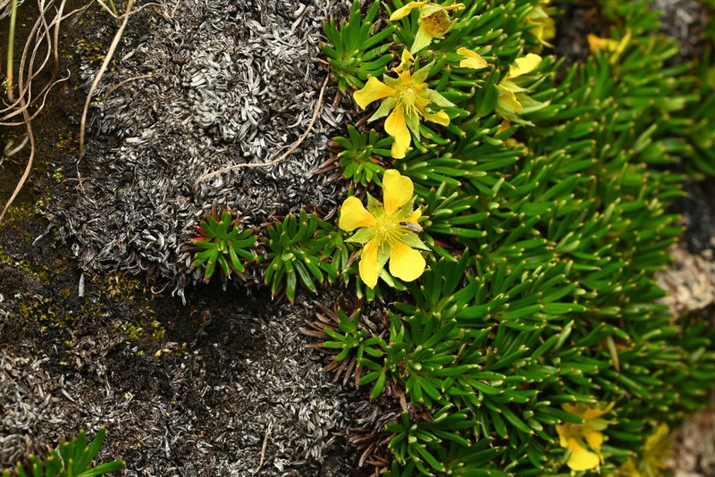 Potentilla articulata