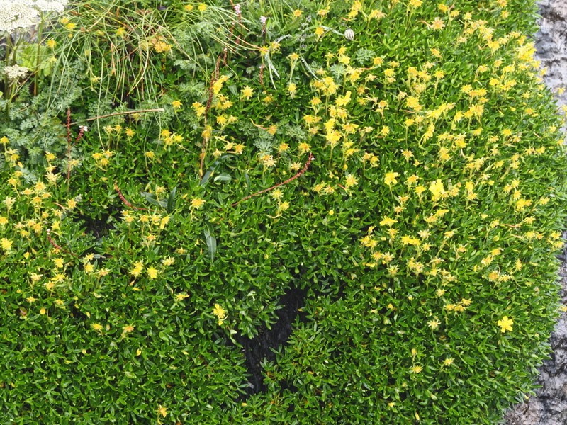 Potentilla articulata photo 3