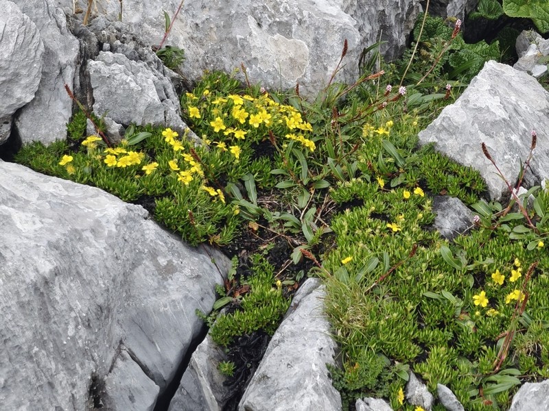 Potentilla articulata photo 4