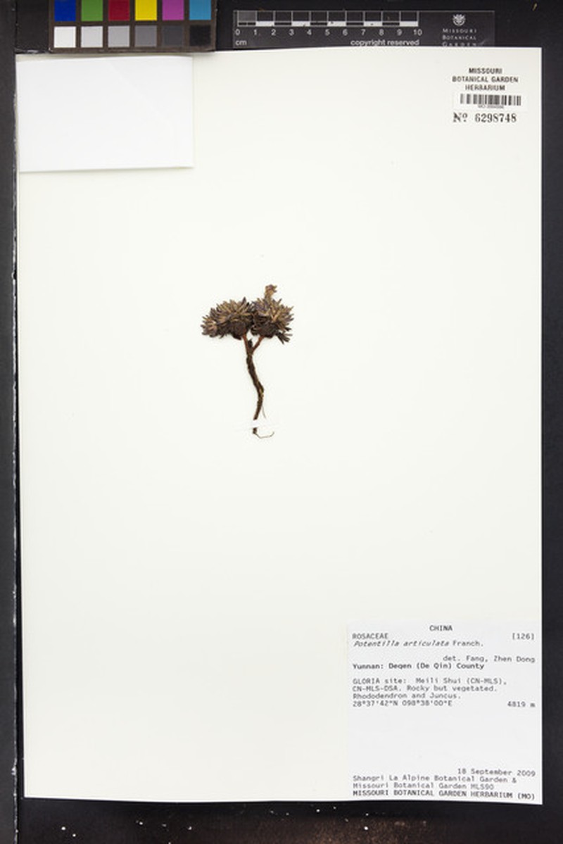 Potentilla articulata photo 7