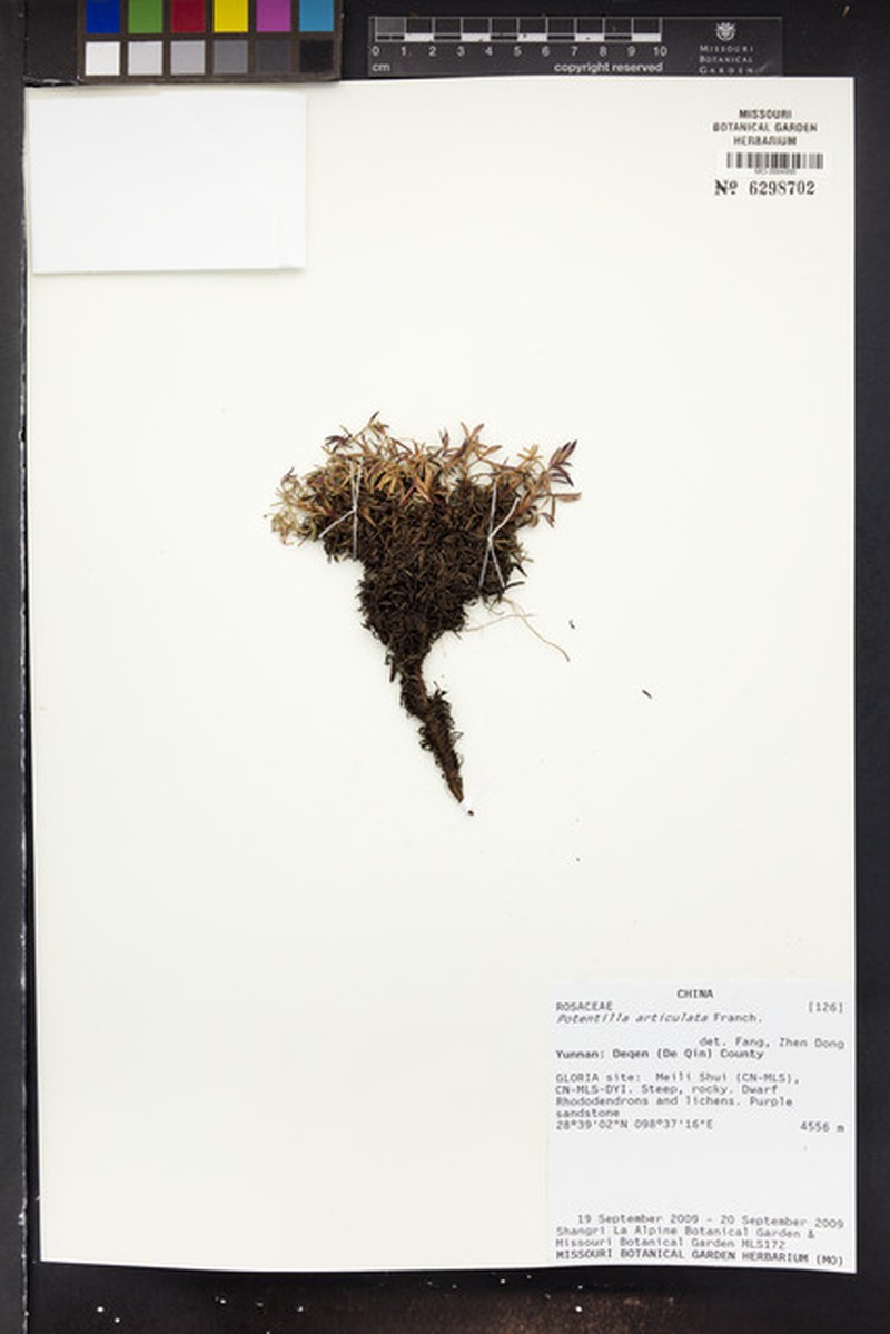 Potentilla articulata photo 8