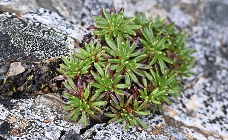 Potentilla articulata var. articulata photo 2