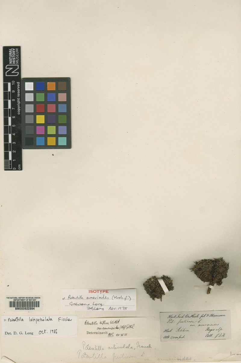 Potentilla articulata var. latipetiolata