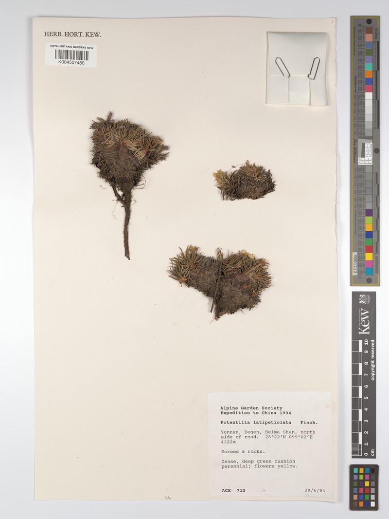 Potentilla articulata var. latipetiolata photo 2