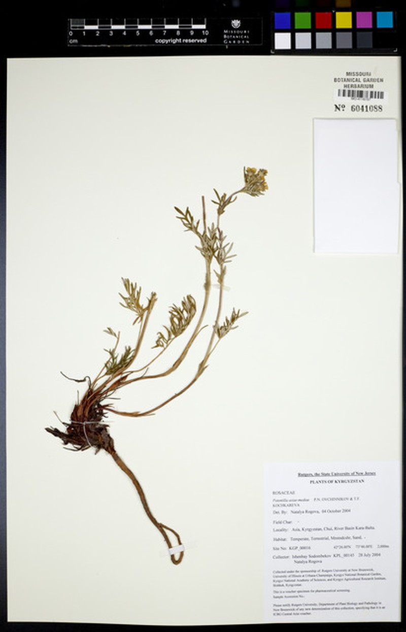 Potentilla asiae-mediae