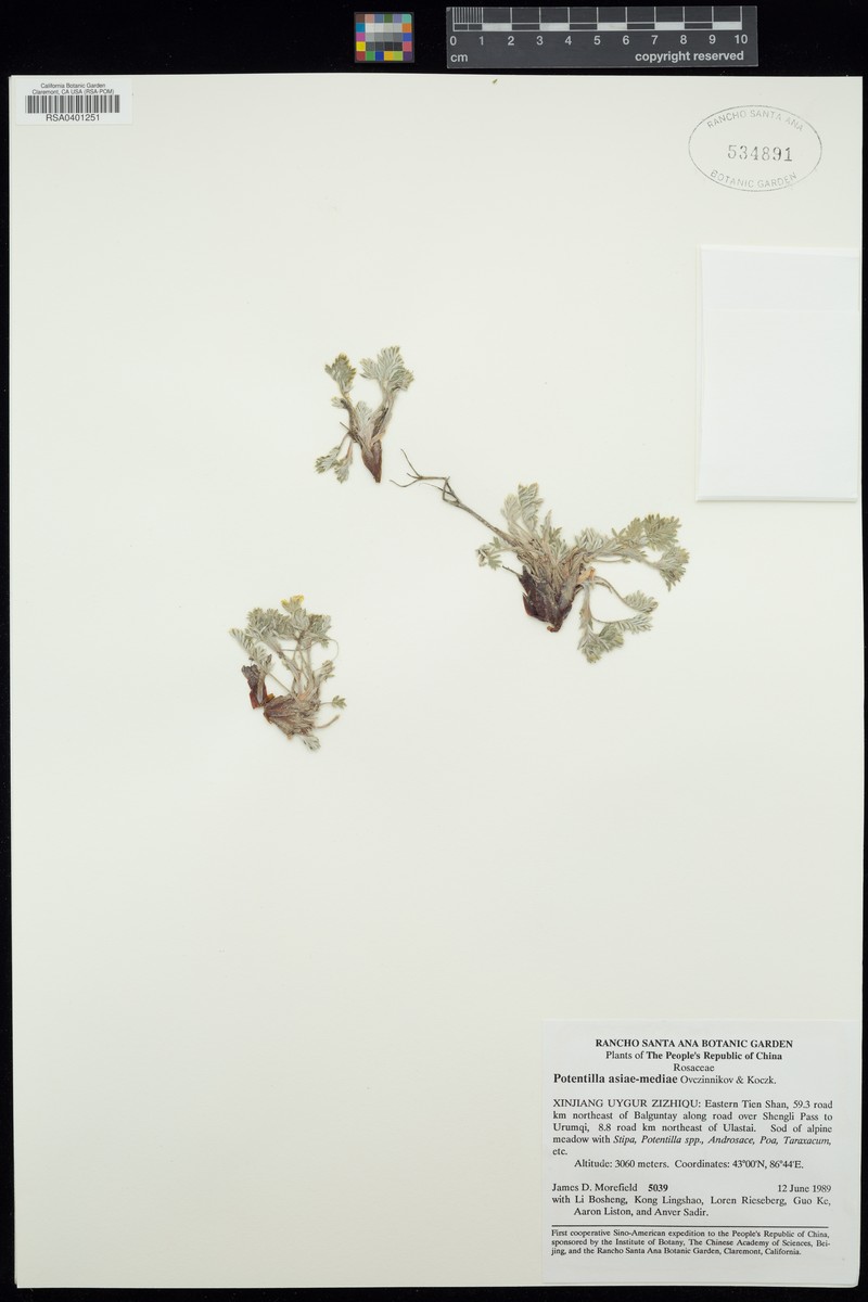 Potentilla asiae-mediae photo 2