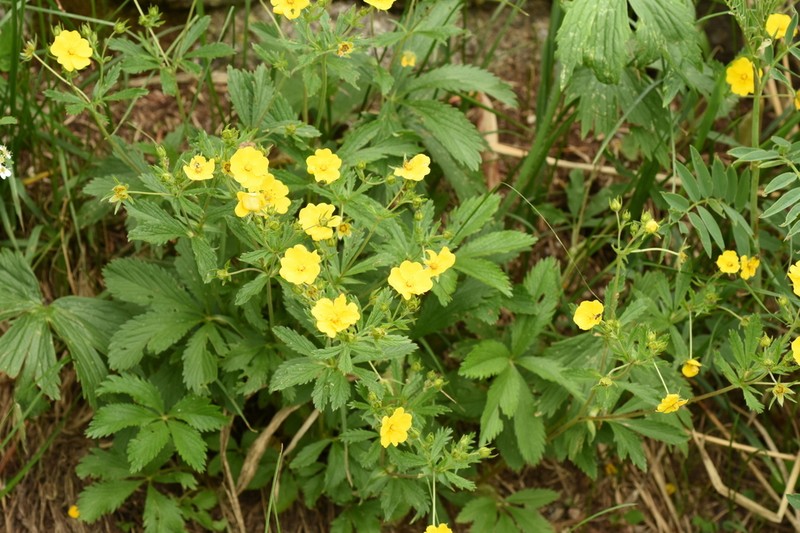 Potentilla asiatica