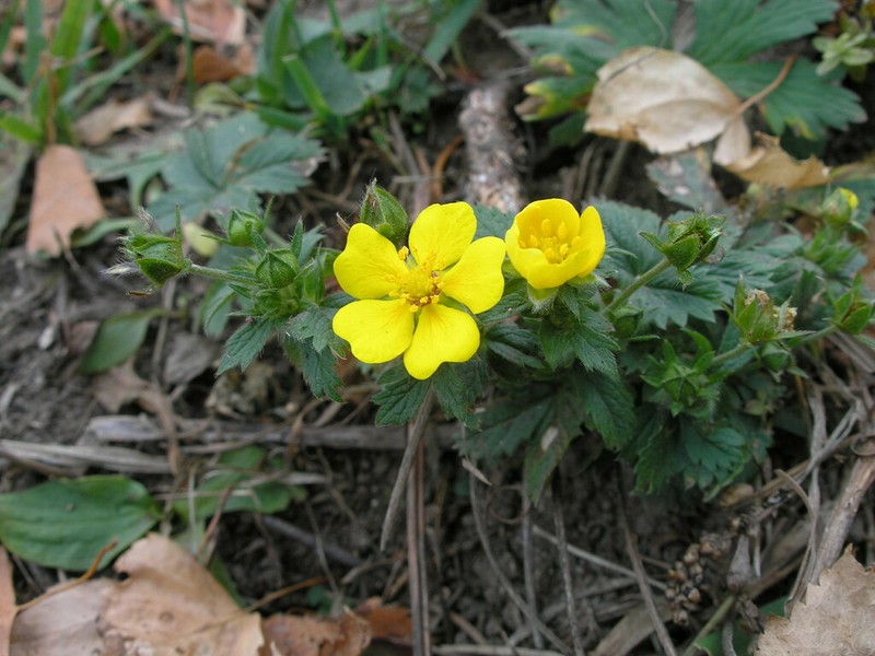 Potentilla asiatica photo 2