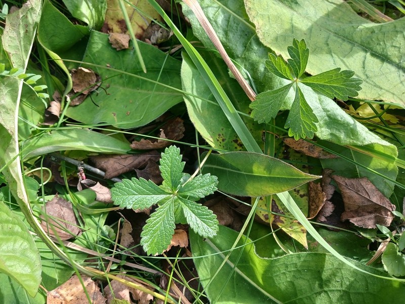 Potentilla asiatica photo 3
