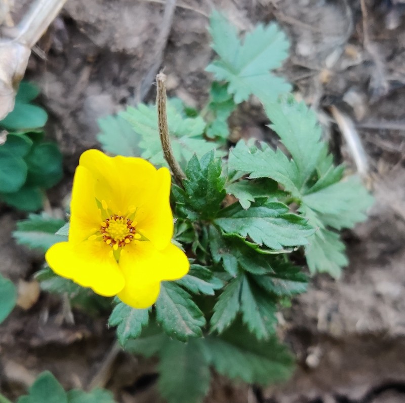 Potentilla asiatica photo 4