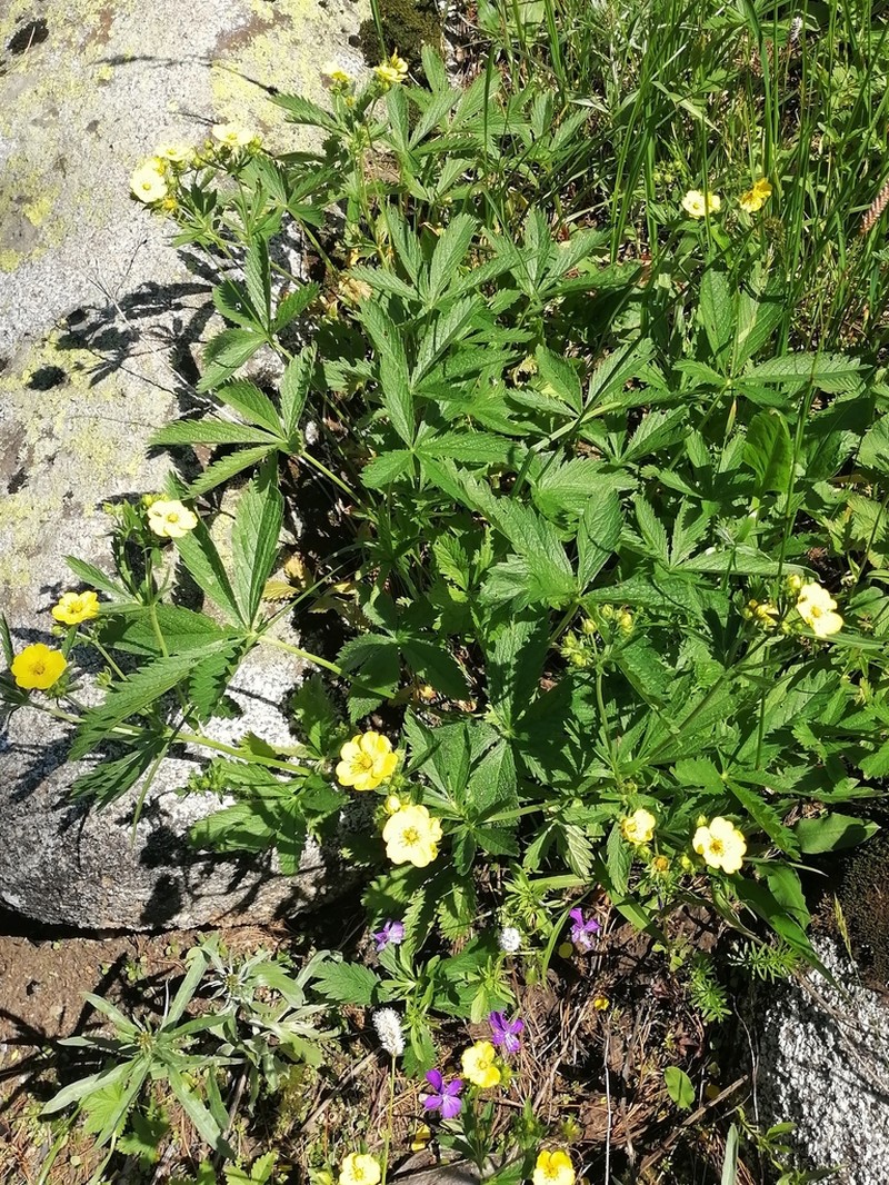 Potentilla asiatica photo 5