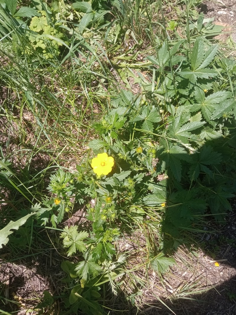 Potentilla asiatica photo 6